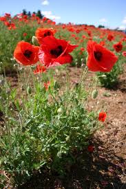 Image result for Poppy Red 1971 Colt