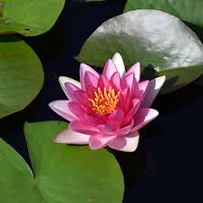 Where to buy lotus flowers chicago. Attraction Hardy Water Lily Nymphaea Attraction In Bloomingdale Carpentersville Chicago Elgin Bartlet Illinois Il At Platt Hill Nursery
