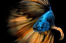 Betta vs black paradise fish. Bettas Gourami Paradise Fish For Sale Online Azgardens Com