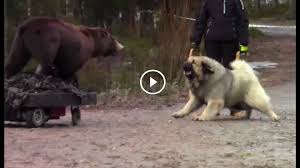 Kafkas Coban Kopegi Vs Ayi Caucasian Shepherd Dog Vs Bear
