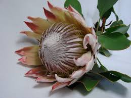 Flower Availability Bunches For Africa Western Cape Pty Ltd Buy Flowers Online Flowers Flowers Online