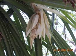 Image result for Pandanus odoratissimus