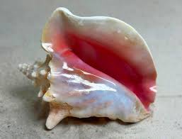 Queen Conch Snail Hi-Res Stock Photography And Images - Alamy