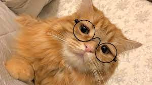 メガネが似合いすぎる猫さん「オシャレなカフェで本読んでそう」知性ある雰囲気に、みなさんメロメロ｜まいどなニュース