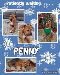 This Wednesday we'd like to introduce you to our girl Penny! Penny is a  beautiful pit mix who is 2 years, 9 months old. Penny is spayed,  microchipped and utd