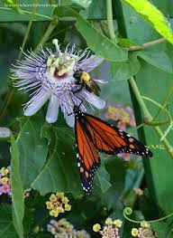 The Earth Laughs In Flowers Happy Earth Day Giveaway Butterfly Garden Plants Passion Fruit Flower Garden Vines