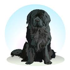 Check spelling or type a new query. How Much Does A Newfoundland Dog Cost 2021