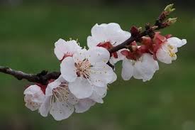 Image result for Prunus armeniaca