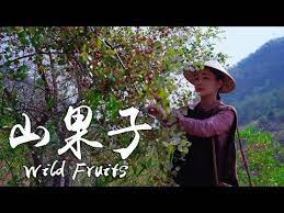 yunnan lilac fruits sour plums and yunnan olives have you ever tasted these wild fruits youtube sour plum yunnan have you ever