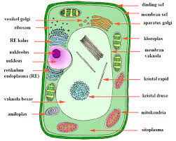 Materi biologi tentang organ pada tumbuhan dan fungsinya lengkap dengan gambar. Bagian Bagian Organel Sel Hewan Dan Tumbuhan Serta Fungsinya Mts Negeri Pantar