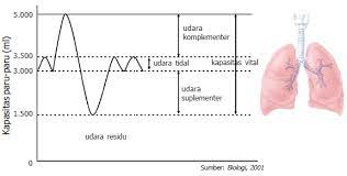 Udara pernapasan (tidal volume) udara pernapasan (tidal volume) adalah udara yang dihirup dan dikeluarkan dalam keadaan biasa (sekitar 500 cc). Volume Udara Pernapasan Pada Manusia