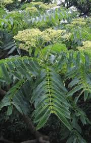 Image result for Zanthoxylum lindense