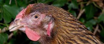 Mycoplasma in Chickens | MG & MS | Freedom Ranger Hatchery