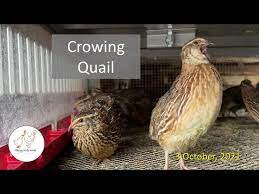 Crowing Quail Youtube