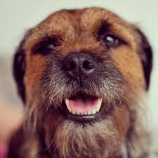 He is strongly made with medium bone and enough length of. Le Surfeur Poilu Surf Chewie Le Border Terrier