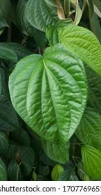 Image result for Leptonychia