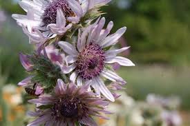 Image result for Berkheya speciosa
