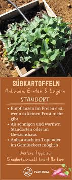Susskartoffel Tipps Zu Anbau Ernte Lagerung Susskartoffeln Pflanzen Kartoffeln Pflanzen Gemuse Anbauen