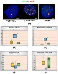 The dye works extremely well with abberior instruments expert line microscopes and leica sted microscopes. Cells Free Full Text Dna Damage Changes Distribution Pattern And Levels Of Hp1 Protein Isoforms In The Nucleolus And Increases Phosphorylation Of Hp1b Ser88 Html