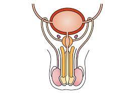 New holland haybine parts diagram. Male Reproductive System Bioninja