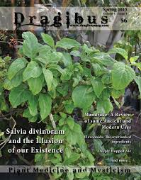 Image result for Erythroxylum platycladum