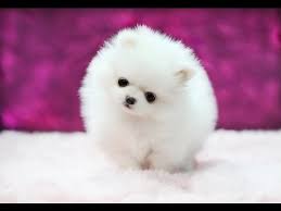 samye malenkie porody sobak youtube