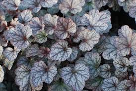 Image result for Heuchera `Swirling Fantasy`