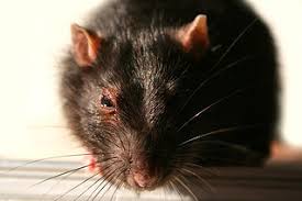 Get a free home inspection. Pest Control Sutherland Shire First Strike Pest Control