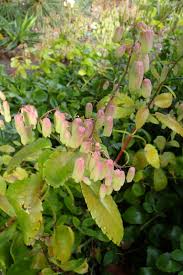 Image result for Bryophyllum