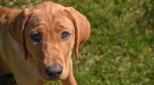 Labrador puppies for sale in michigan we offer akc registered labrador retriever puppies, with our main focus on producing a great family pet and companion. Red Fox Labrador Retrievers Controversy Puppy Cost More