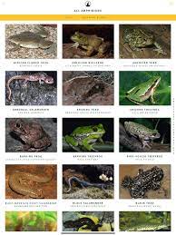 Amphibian Identification Guide Amphibians National Wildlife Federation Save Wildlife