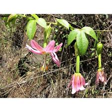 Image result for Passiflora mollissima