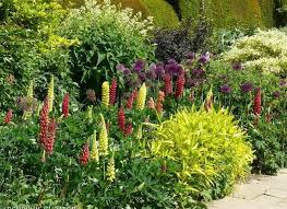 Fare kulağı çim & libya çimi | bakımı, nasıl yetiştirilir? Cicek Cayirlari Mi Yoksa Ulke Bahcesi Mi Cimen Yerine Cicek Cayirlari 2019 2020