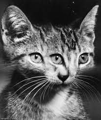 Alibaba.com offers 960 three eyed cat products. Vintage Three Eyed Cats By Weegee Monovisions Black White Photography Magazine