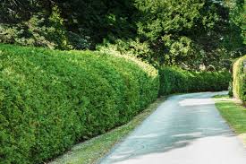 Topsearch.co updates its results daily to help you find what you are looking for. Ideas For Landscaping Property Lines