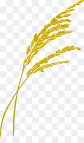 Apakah anda mencari gambar padi bidang png? Padi Sawah Unduh Gratis Kartun Sawah Vektor Kartun Padi Beras Gambar Png