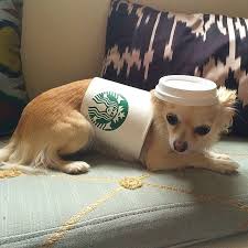Starbucks Cup Pet Halloween Costumes Starbucks Starbucks Halloween Costume