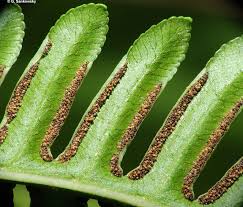 Image result for Pteris tripartita