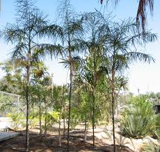 Image result for Chamaecrista plumosa
