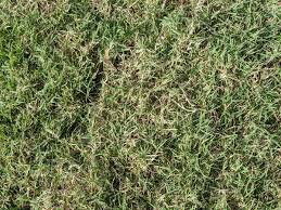 Why choose bermuda sod over bermuda seed? What S The Best Sod For Orlando Fl Comparing Popular Grass Types