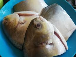 Hi apa khabar, hari ni saya nak kongsikan resepi ikan tongkol masak kari, ikan tongkol ialah ikan yang paling saya suka. Suria Amanda Kari Ikan Bawal Emas Suria Amanda
