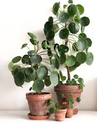 Create some slits for ventilation, and then seal the bag to the pot. How To Care For A Pilea Peperomioides That Planty Life