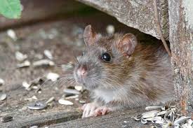 Rats In The Garden Advice Control And Elimination 2017
