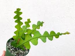 This beautiful anguliger ric rac cryptocereus anthonyanus orchid cactus aka ric rac cactus is a rare hybrid epiphyllum. Plants Seeds Bulbs Fishbone Cactus Zig Zag Cactus Ric Rac Orchid Cactus Epiphyllum Anguliger Yard Garden Outdoor Living