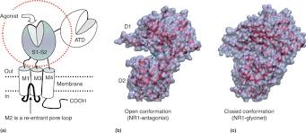 Ligand Binding Domain An Overview Sciencedirect Topics