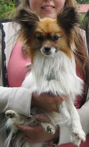 papillon dog breed information and pictures