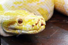 A Close Up View Of The Head Of A Yellow Burmese Python Stock Photo Sponsored Head Yellow Close View Ad Burmese Python Burmese Python