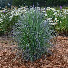 Image result for Schizachyrium
