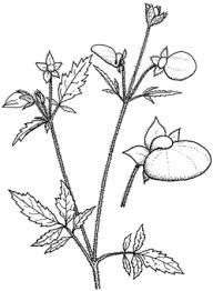 Image result for Calceolaria tripartita