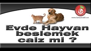 Evde Kopek Beslemek Caiz Mi Youtube